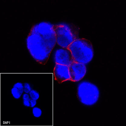 CD21 Mouse mAb (Alexa Fluor® 594 Conjugate) (S-764-18)