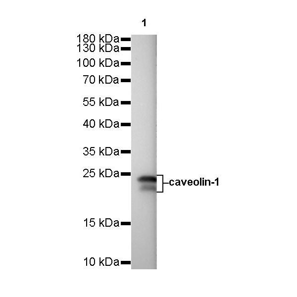 Product image media