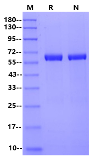 BsaⅠ Restriction Enzyme