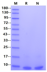 LR3-IGF-I Protein, Bovine