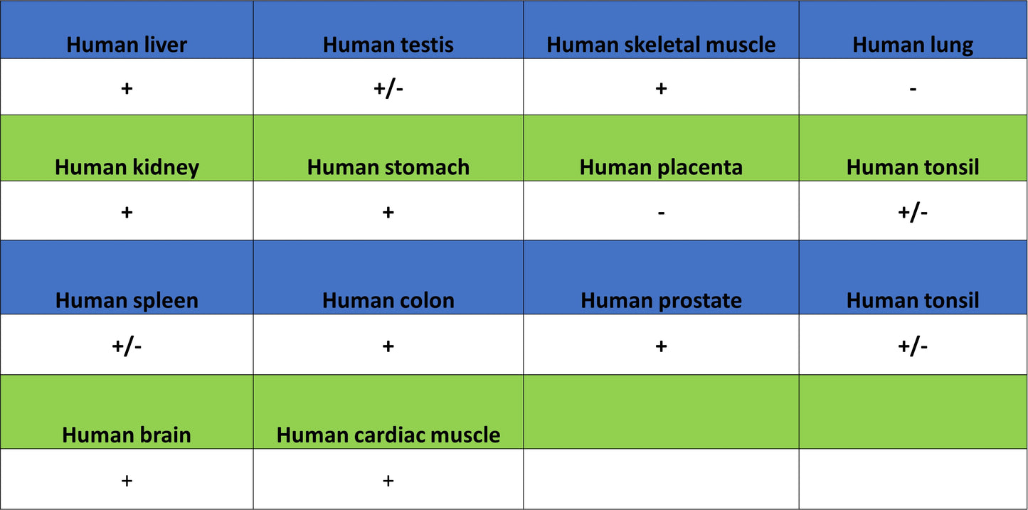 NDUFB8 Recombinant Mouse mAb (S-M0007)