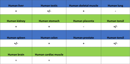 NDUFB8 Recombinant Mouse mAb (S-M0007)