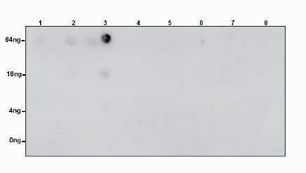 S-RMabMixTM Tri-Methyl Lysine Rabbit mAb