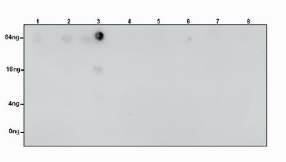 S-RMabMixTM Tri-Methyl Lysine Rabbit mAb
