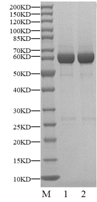 MAP4K4(HGK) GST Tag Protein, Human