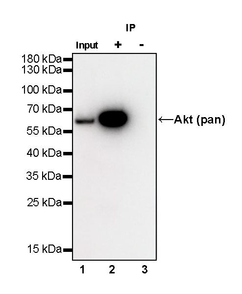 Akt (pan) Recombinant Rabbit mAb (SDT-R169)