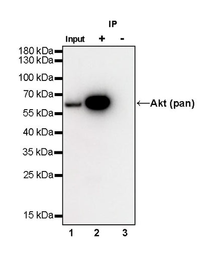 Akt (pan) Recombinant Rabbit mAb (SDT-R169)