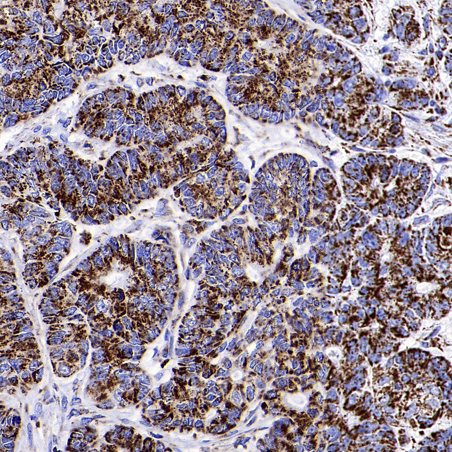 COXIV Recombinant Mouse mAb (S-5528)