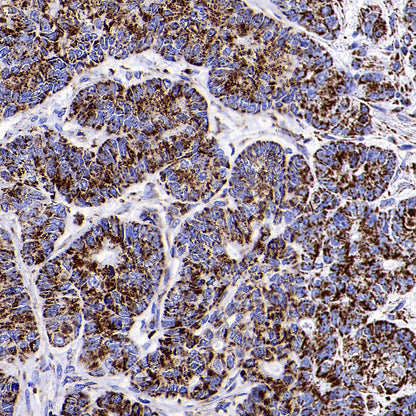 COXIV Recombinant Mouse mAb (S-5528)