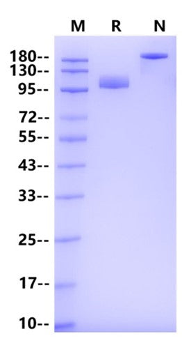 Siglec-4a/MAG Fc Chimera Protein, Human