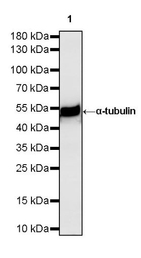 α-tubulin Mouse mAb (S-364-23)