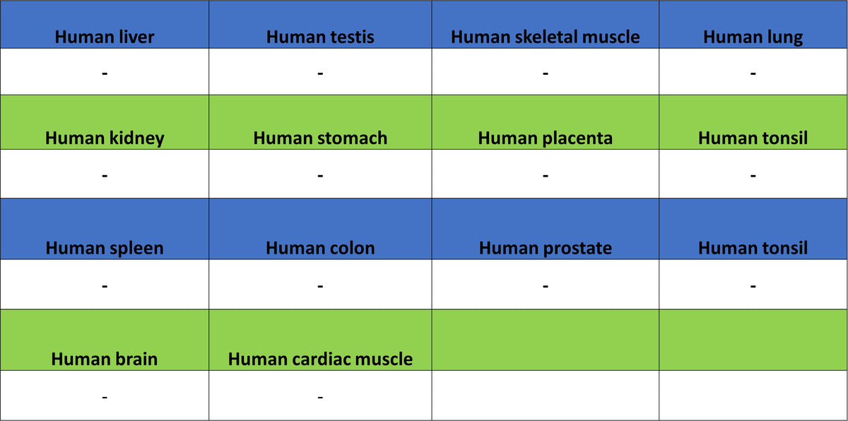 Gli2 Recombinant Mouse mAb (S-5691)