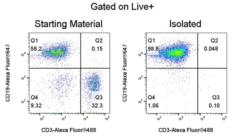 Mouse Pan B Cell Isolation Kit (Column-Based)
