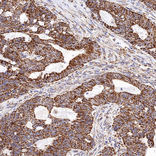 SHMT2/SHMT Rabbit Polyclonal Antibody