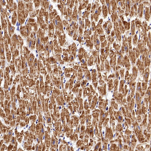 VDAC1 + VDAC2 + VDAC3 Rabbit Polyclonal Antibody
