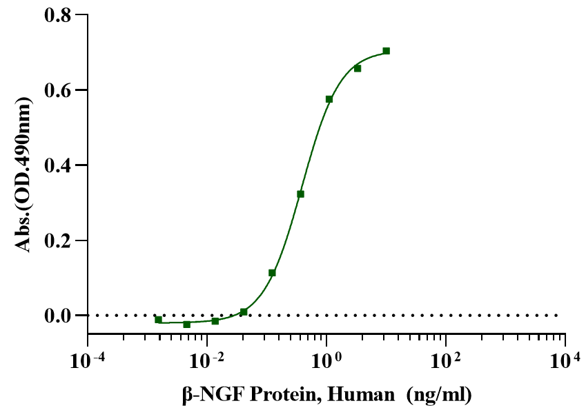 β-NGF Protein, Human