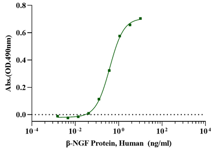 β-NGF Protein, Human
