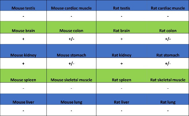 VEGF Receptor 2/FLK-1 Recombinant Rabbit mAb (SDT-1519-144)