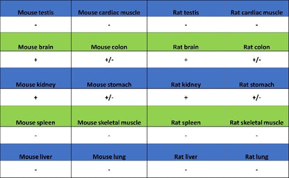 VEGF Receptor 2/FLK-1 Recombinant Rabbit mAb (SDT-1519-144)