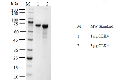CLK4 GST Tag Protein, Human