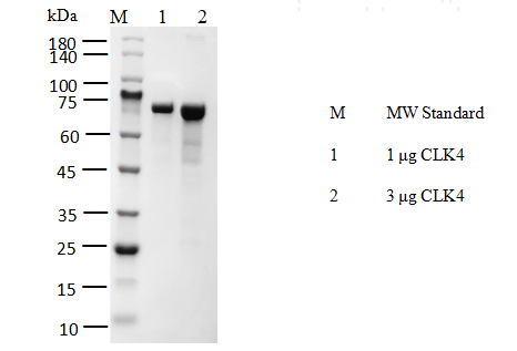 CLK4 GST Tag Protein, Human