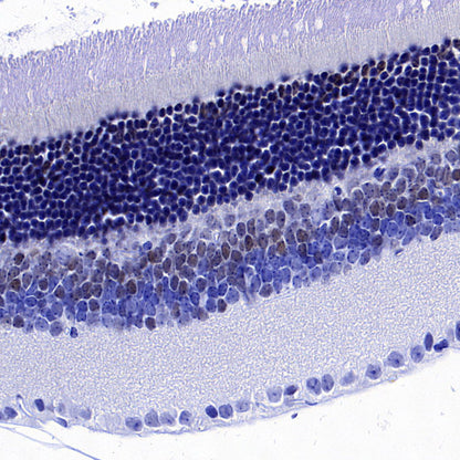 NeuroD1 Recombinant Rabbit mAb (SDT-3843-59)