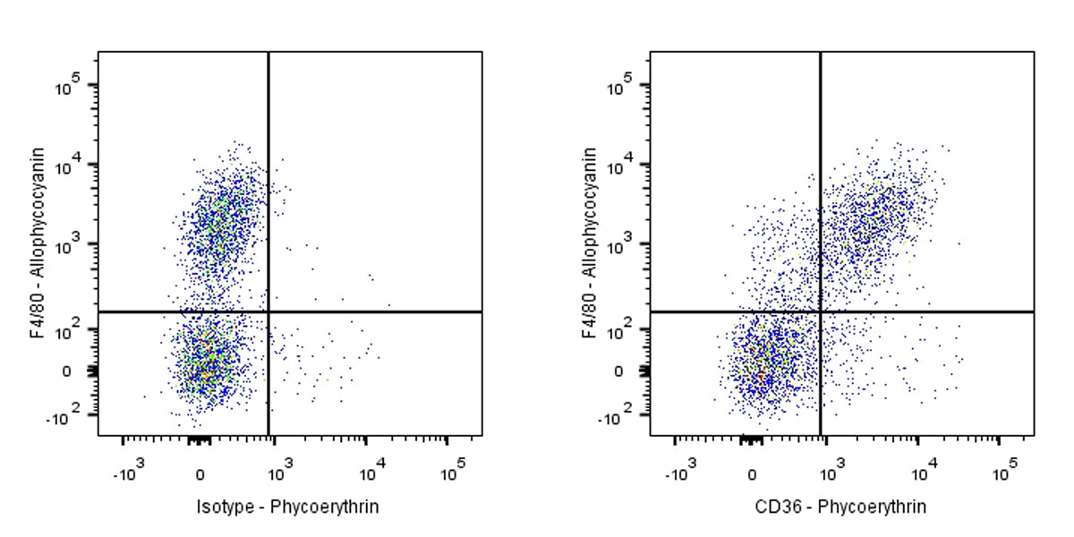 Armenian hamster Anti-Mouse CD36 Antibody (HM36)