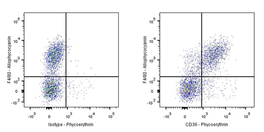 Armenian hamster Anti-Mouse CD36 Antibody (HM36)