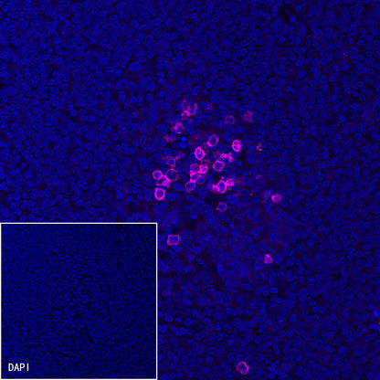 CD38 Recombinant Rabbit mAb (Alexa Fluor® 647 Conjugate) (SDT-031-45-2)