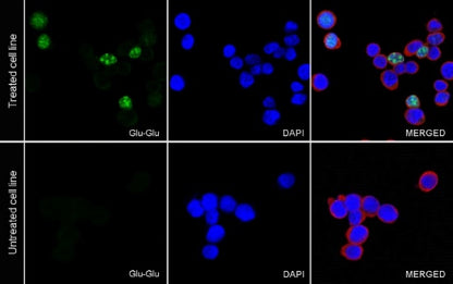 Glu-Glu tag Recombinant Rabbit mAb (S-905-4)