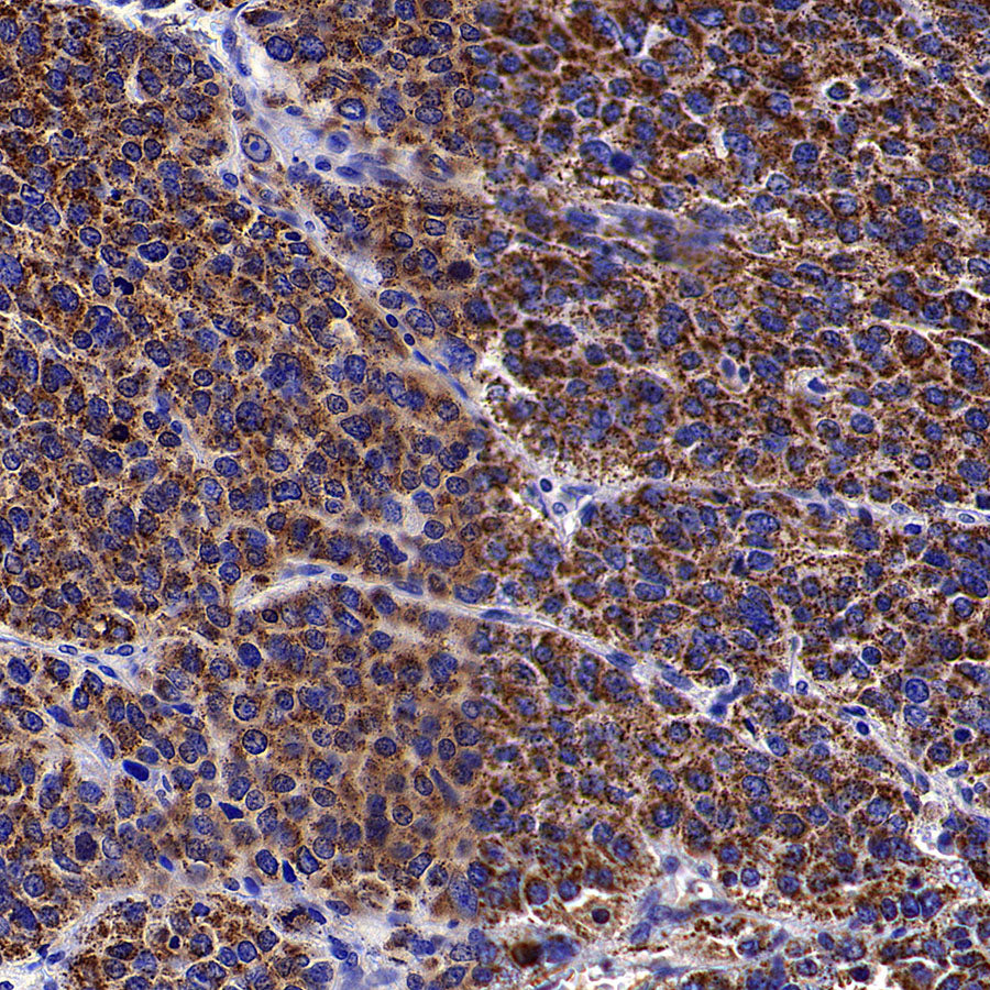 Aldh5a1 Recombinant Rabbit mAb (S-4135-76)