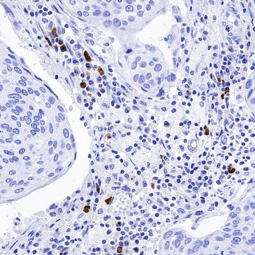 S-RMab® IGJ Recombinant Rabbit mAb (S-342-48)