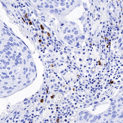S-RMab® IGJ Recombinant Rabbit mAb (S-342-48)