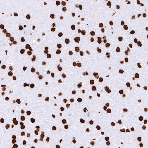Histone H4 Recombinant Rabbit mAb (S-499-30)