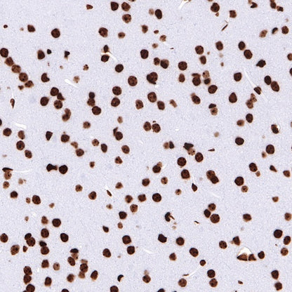 Histone H4 Recombinant Rabbit mAb (S-499-30)