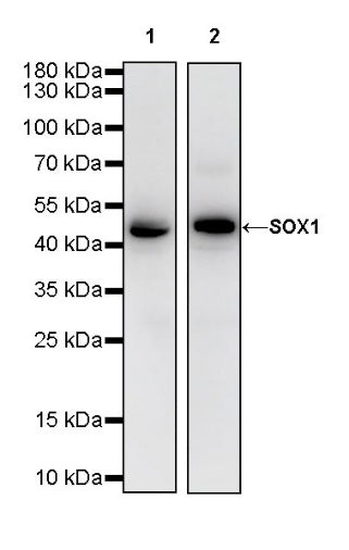 SOX1 Recombinant Rabbit mAb (S-R310)