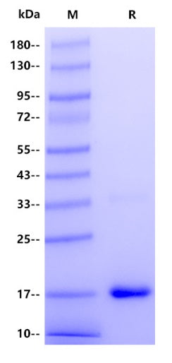 Rhesus macaque IFNA13 Protein, His Tag