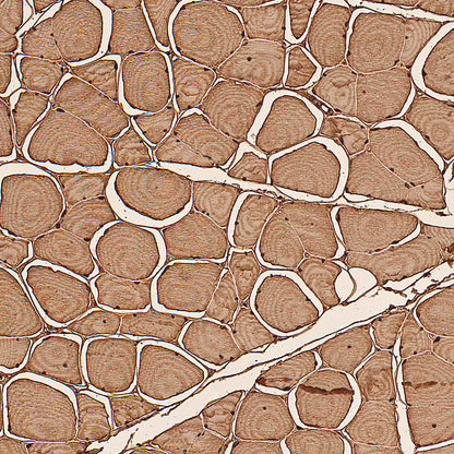 Myoglobin Recombinant Rabbit mAb (S-6197)