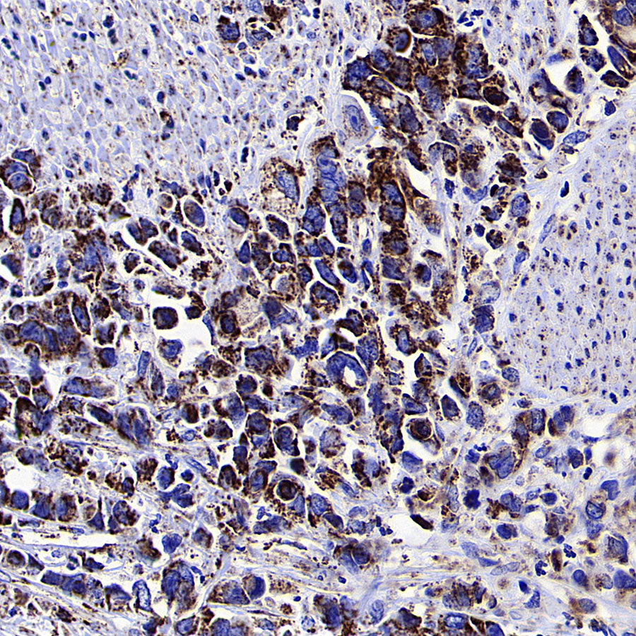 COXIV Recombinant Rabbit mAb (S-5358)