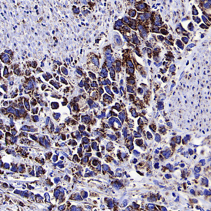 COXIV Recombinant Rabbit mAb (S-5358)