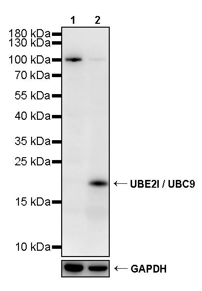 UBE2I / UBC9 Rabbit Polyclonal Antibody