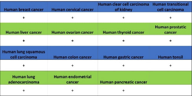PTRF Recombinant Rabbit mAb (S-3271-13)