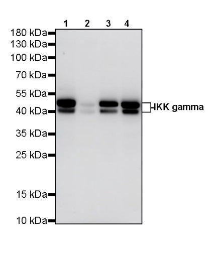 IKK gamma Recombinant Rabbit mAb (S-1359-118)
