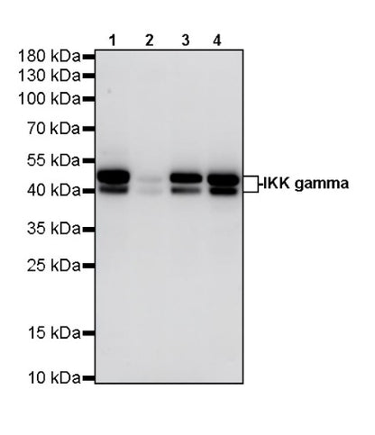 IKK gamma Recombinant Rabbit mAb (S-1359-118)
