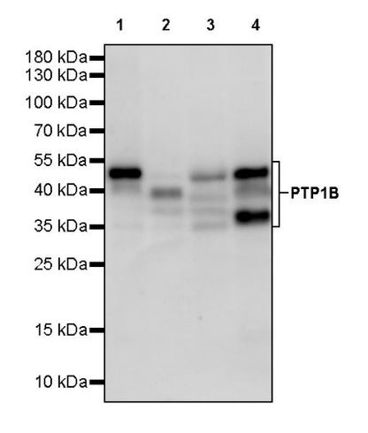 PTP1B Rabbit Polyclonal Antibody