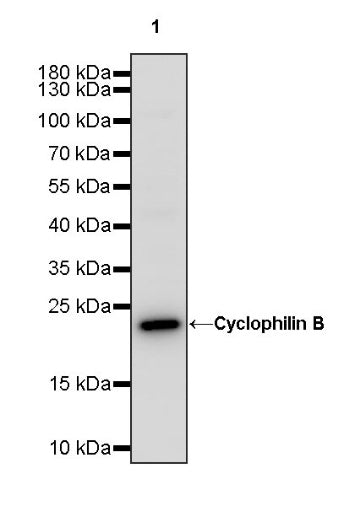 Cyclophilin B Recombinant Rabbit mAb (S-1543-63)