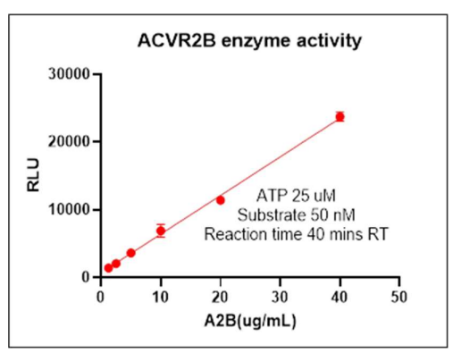 ACTRIIB His Tag Protein, Human
