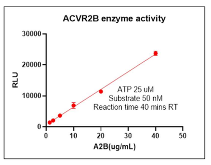 ACTRIIB His Tag Protein, Human