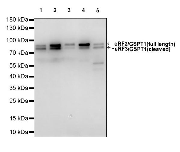 eRF3/GSPT1 Recombinant Rabbit mAb (S-R325)