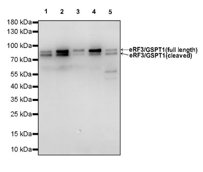 eRF3/GSPT1 Recombinant Rabbit mAb (S-R325)